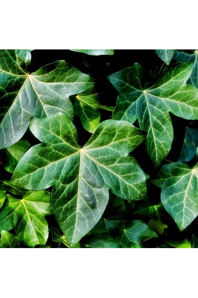 Плющ звичайний Грін Ріпл